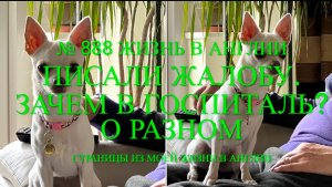 Написали жалобу. Зачем была в госпитале? О разном. № 888 Жизнь в Англии