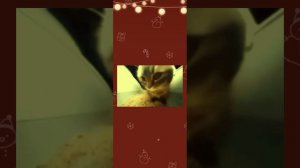 эдит для Мы новогодние котики🎄✔️