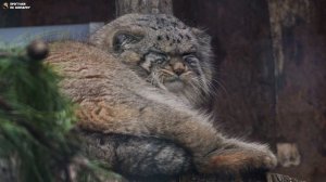 Манул Шу почесывается и наблюдает. Ленинградский зоопарк