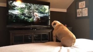 Реакция бульдога на актрису, попавшую в беду