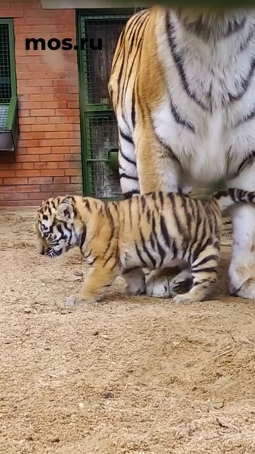 В МОСКВЕ родились тигрята 😍 смотреть онлайн