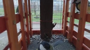 Приятного аппетита 😋 🐦⬛