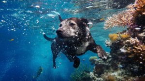 РАЗВЛЕКАТЕЛЬНОЕ ВИДЕО ДЛЯ ДЕТЕЙ