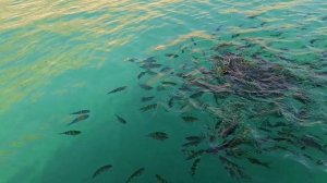 Кормежка рыбок с кораблика