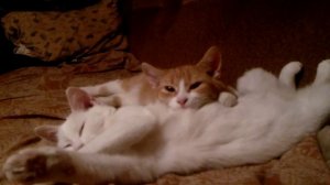 Котята, брат с сестренкой отдыхают