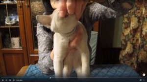 Котята питомника кошек  БАРХАТНЫЙ МИНДАЛЬ