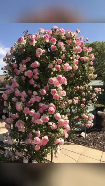 РОЗЫ смотреть онлайн