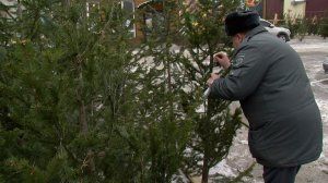 Россельхознадзор Хакасии: на что обращать внимание при покупке ёлки