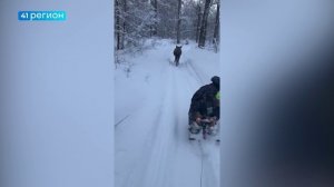 СПАСЁННАЯ ЛЕТОМ ЛОСИХА УСТРОИЛА ДОГОНЯЛКИ С ДЕТЬМИ В АНАВГАЕ • БЕЗ КОММЕНТАРИЕВ