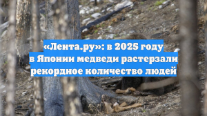 «Лента.ру»: в 2025 году в Японии медведи растерзали рекордное количество людей