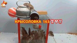 Крысоловка вариант (163) 🐀 Как сделать крысоловку своими руками и поймать кучу крыс 🐀🐁🐀