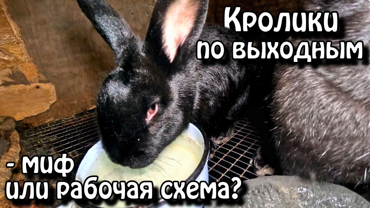 Кролики по выходным, миф или рабочая схема? смотреть онлайн