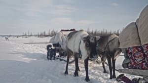 Как кочевники живут и выживают при -60° на Крайнем Севере? Россия: жизнь в наши дни