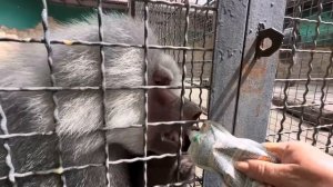 Это НАДО ВИДЕТЬ! Елисей так доверяет мне что подпустил Люсю кушать пюрешку и сам ест из моих рук)))