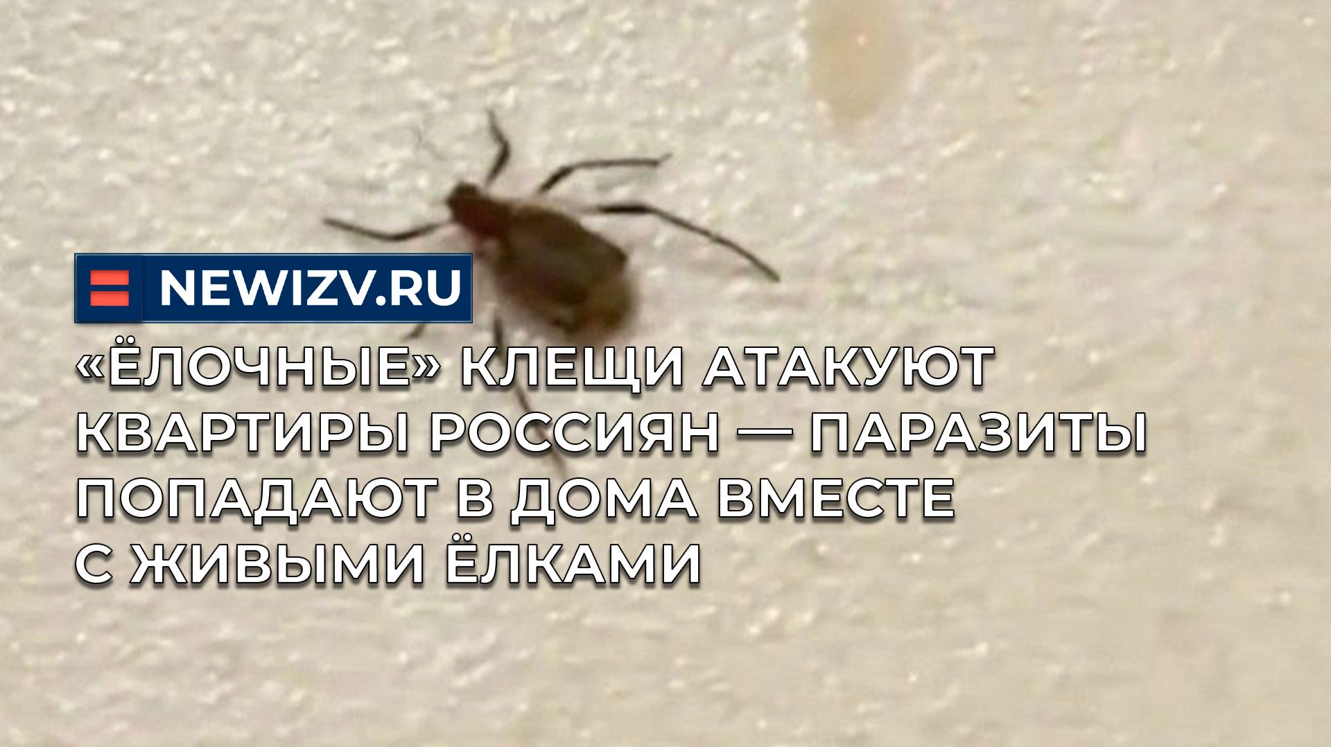 «Ëлочные» клещи атакуют квартиры россиян — паразиты попадают в дома вместе с живыми ëлками смотреть онлайн