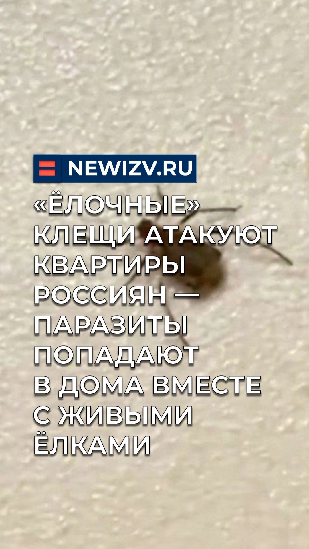 «Ëлочные» клещи атакуют квартиры россиян — паразиты попадают в дома вместе с живыми ëлками смотреть онлайн
