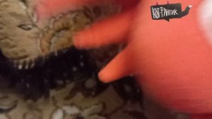 Тупой редбатол