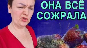Я В ШОКЕ! ВОТ ЭТО ОБЖОРЫ! ОЛЬГА УРАЛОЧКА LIVE. ОБЗОР.