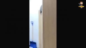 Лучшие котики с озвучкой! Смешные видео про животных