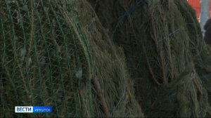 Первый рейд по елочным базарам Иркутска провели сотрудники Россельхознадзора