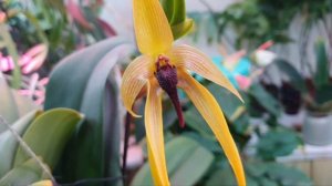 Цветение Орхидей  Осень 25