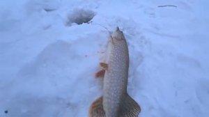 КИЛОГРАММОВЫЕ ОКУНИ на балансир и МНОГО ЩУК на жерлицы!!!