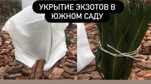 Укрытие Цикаса и пальм в южном саду. Тонкости и секреты сохранения экзотов зимой