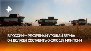 Урожай зерна в 2025 году может стать самым значительным в новейшей истории России