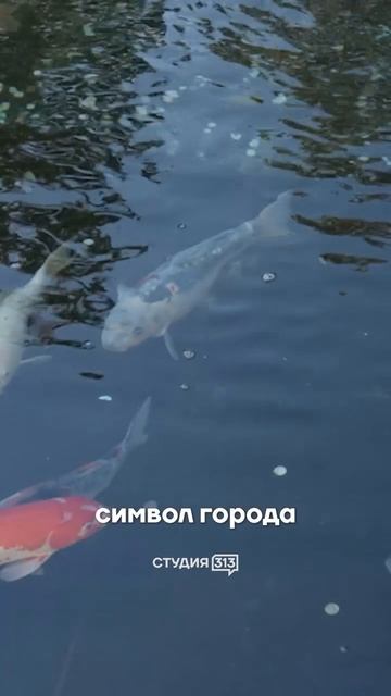 Топ локация для фото в Краснодаре.