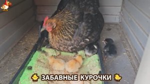 Забавные курочки несушки на сельском подворье 🤗😂😜 (65)