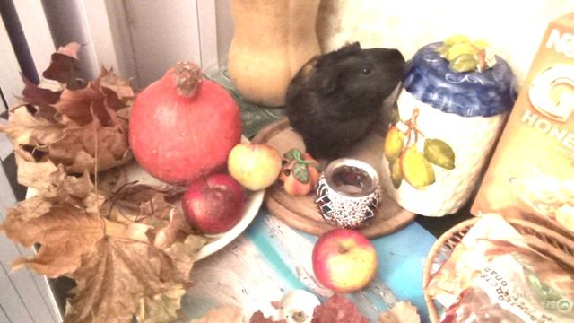 Морская свинка Блэкки Хеллуин2021