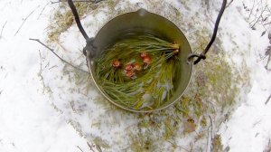 Таежный чай из хвои сосны.