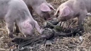 video_2025-04-27_04-33-13