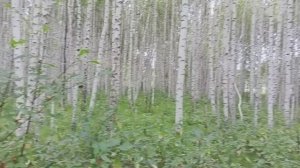 Вернёмся в Август  , берёзовый лес