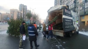 Более 200 елей изъяли с нелегальных базаров в Санкт-Петербурге