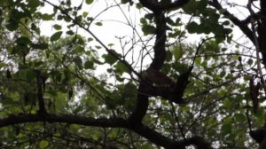 Соловей поёт. Редкий кадр.