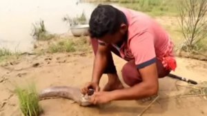 Очень необычная рыбалка на сома в Пакистане.