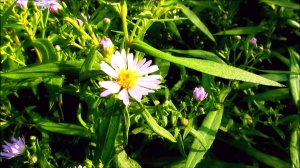 Цветение... Тепло...