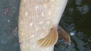 Рыбалка на жерлицы