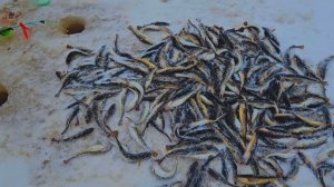 БЕШЕНЫЙ КЛЁВ! ПОПАЛ НА РАЗДАЧУ! КАЖДЫЙ МЕЧТАЕТ О ТАКОЙ РЫБАЛКЕ!!!