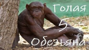 Голая Обезьяна 5 : Агрессия голой обезьяны