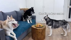 Что будет, если трёх Хаски оставить с запечённой курицей!?