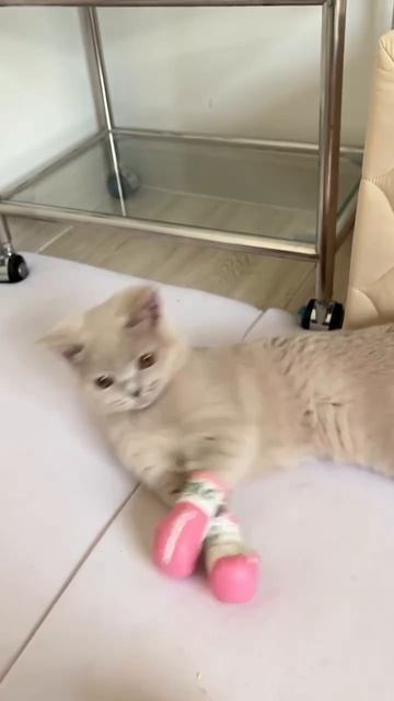 КМС в мохнатом весе