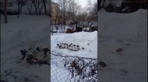 голуби Ломова