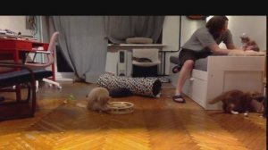 Вечерние котята