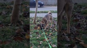 Ох, уж эти собаки!