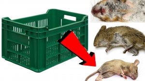 Как избавиться от мышей и крыс навсегда За 3 Секунды!!!!!!!!!!..