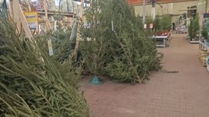 23-12-2025.Оби Мега Парнас.Снег в Питере..Орхидеи.. Ёлки и все такое)))