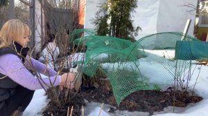 Увядание или усыхание смородины | Обрезка смородины, Весна 2022