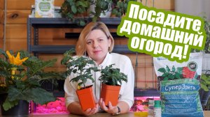 Огород на подоконнике: что можно вырастить зимой?
